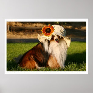 Poster Sheltie avec le casquette