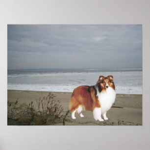 Poster Sheltie sur la copie de plage