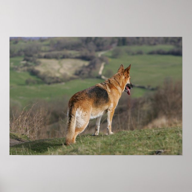 Poster Shephard allemand regardant la colline (Devant)