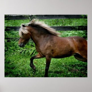 Poster Shetland Pony