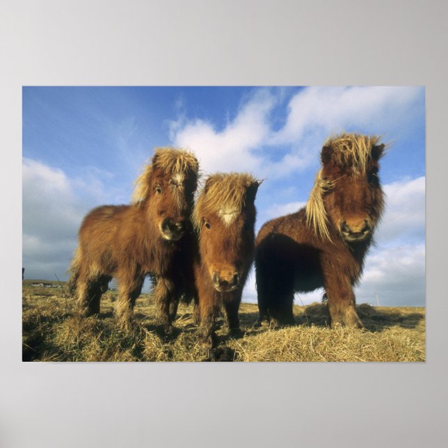 Poster Shetland Pony, îles Shetland continentales (Devant)