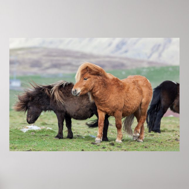 Poster Shetland Pony, Shetland Islands, Écosse 2 (Devant)