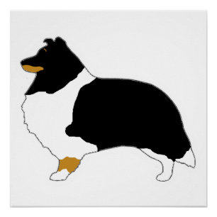 Poster shetland sheepdog noir blanc et tan silo
