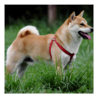 shiba 2 plein