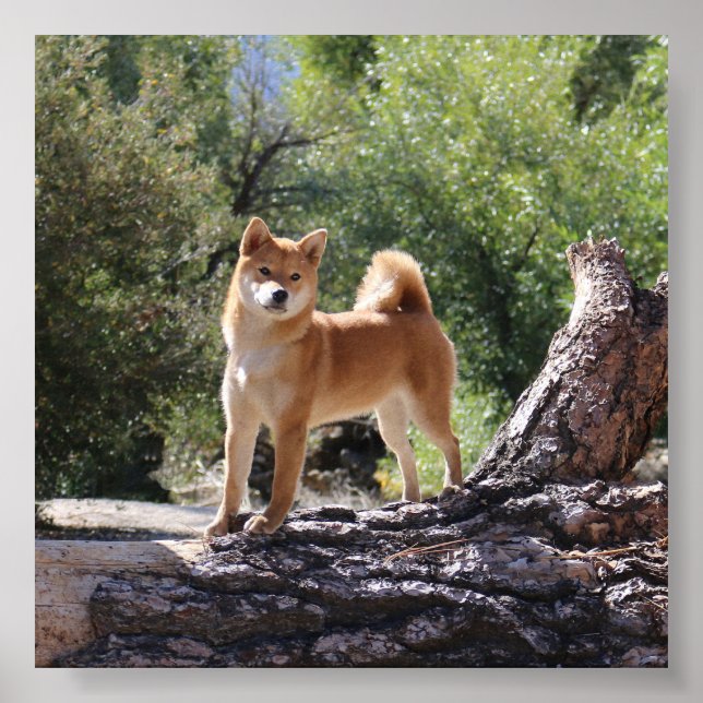 Poster Shiba Inu (Devant)