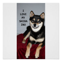 shiba plein noir et bronze amour w pic