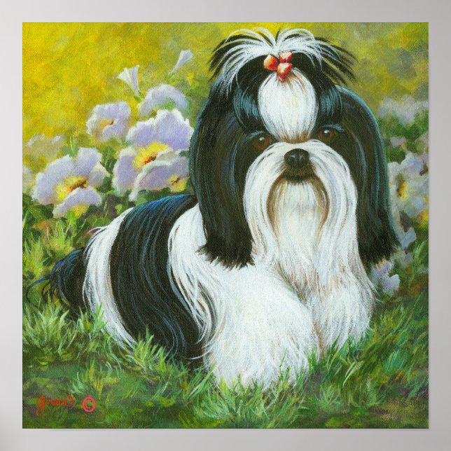 Poster Shih Tzu Art Imprimer sur toile (Devant)