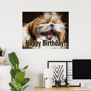 Poster Shih tzu bâillant en riant drôle Joyeux anniversai