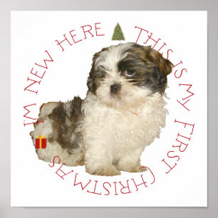 Poster Shih Tzu chiot premier Noël