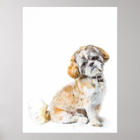 Shih Tzu Dog Poster/Imprimer