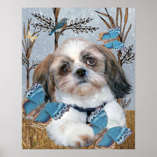 Poster Shih Tzu et copie de papillons