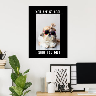 Poster Shih Tzu Pas amusant chien mignon amateurs de phot