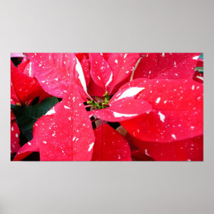 Poster Shimmer Star Surprise Poinsettia vacances Florale