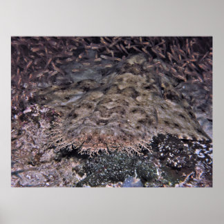 Poster Shiners en orbite et Wobbegong