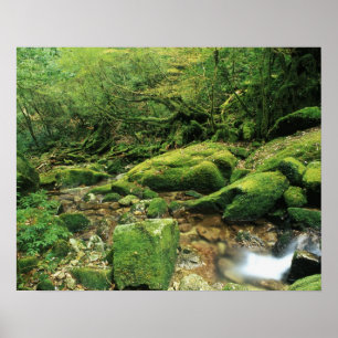 Poster Shiratani Unsuikyo, Yakushima, Kagoshima, Japon