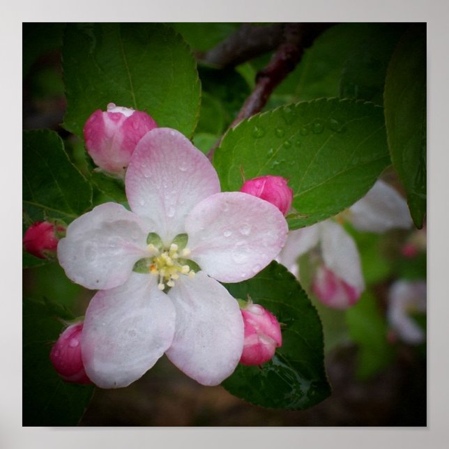 Poster Shizuka Apple Blossom (Devant)