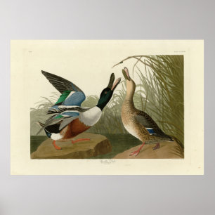 Poster Shoveler Duck - de Audubon's Birds of America