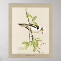 Shrike du casque du Nil