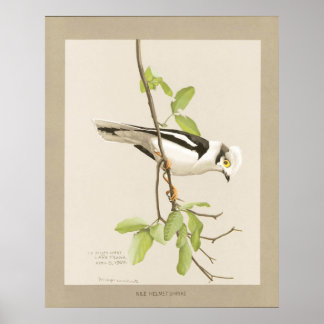 Poster Shrike du casque du Nil