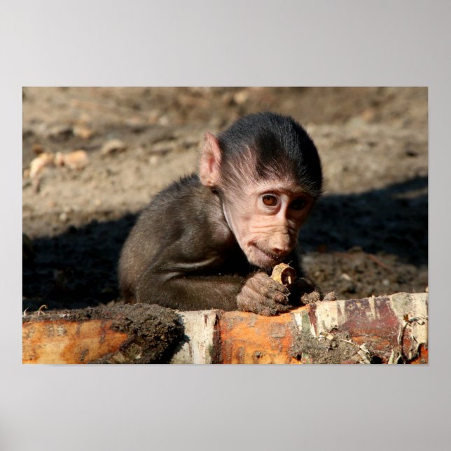 Poster Shy Young Homme Hamadryas Baboon (Papio) (Devant)