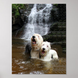 Poster Si vieux les chiens de berger anglais vont nager !