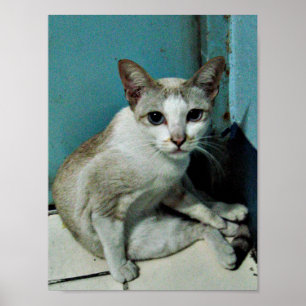 Poster Siamese Chat Friend
