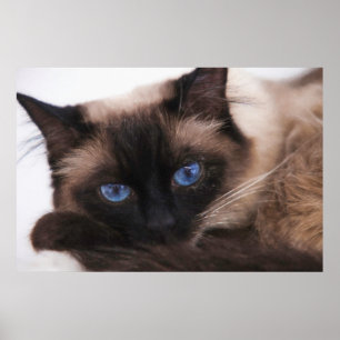 Poster Siamese Kitten Sweetie Face