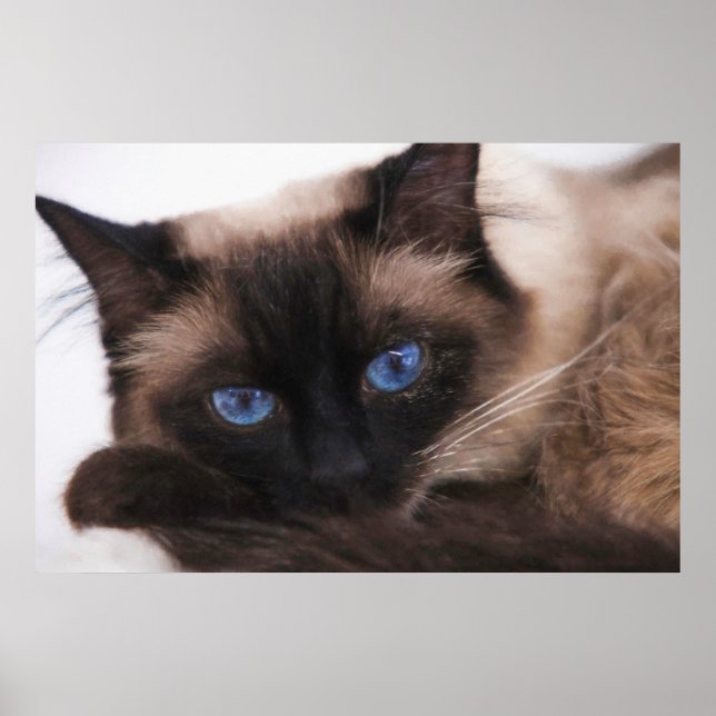 Poster Siamese Kitten Sweetie Face (Devant)