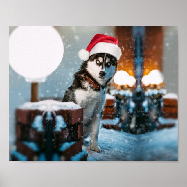 Poster Siberian Husky (Devant)