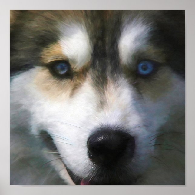 POSTER SIBERIAN HUSKY CHIEN "FAR EYES" (Devant)