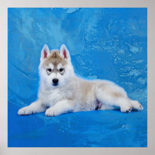 Poster Siberian Husky Puppy