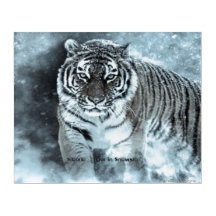 Poster Siberian Tiger Snowstorm Akrylprint