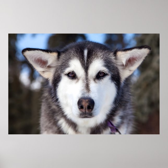 Poster Sibérie Husky Chien Gros Plan Photographie Visage (Devant)