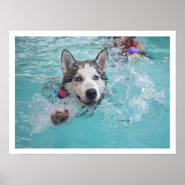 Poster Sibérie Husky nager dans la piscine (Devant)