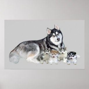 Poster Sibérie Husky & Puppies Imprimer