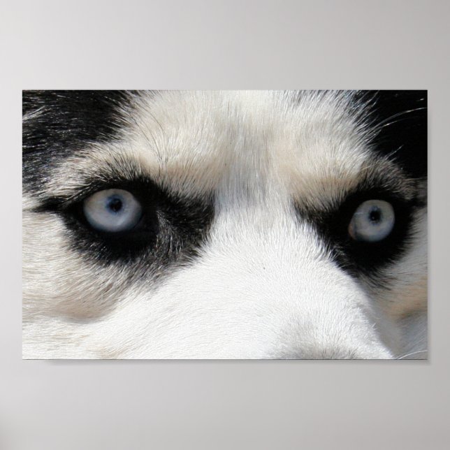 Poster Sibérien Husky Demon 3 (Devant)