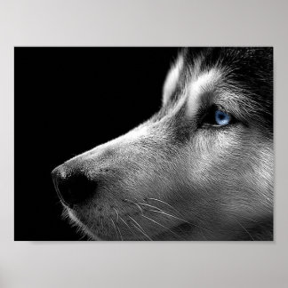 Poster Sibérien Husky Face