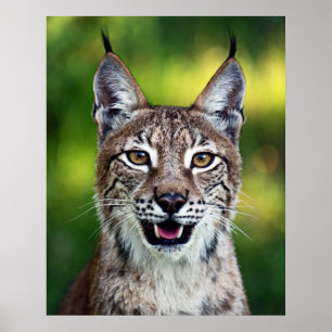 Poster Sibérien Lynx - souriant