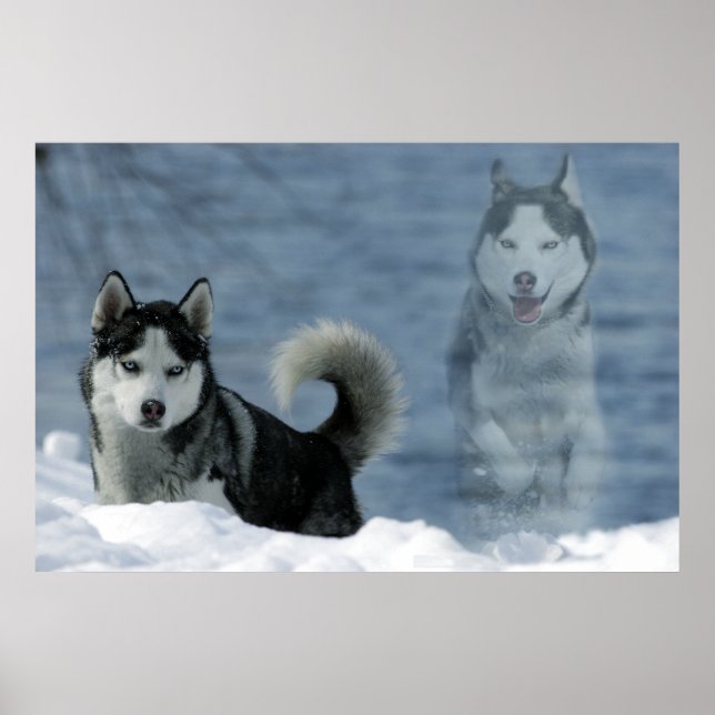 Poster Sibirian Husky (Devant)
