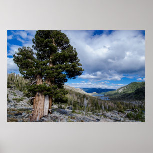 Poster Sierra Juniper et arbres À feuillage persistant 2