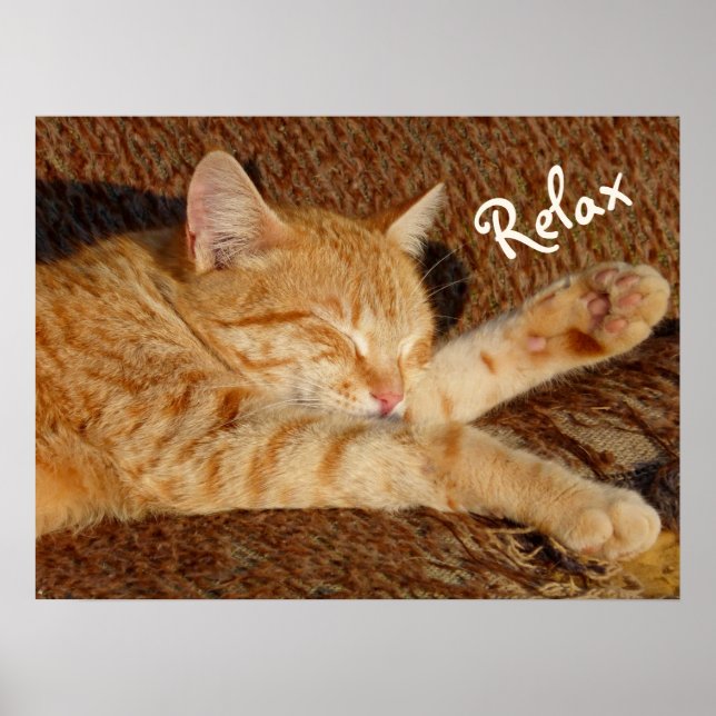 Poster Siesta - Chat relaxant (Devant)