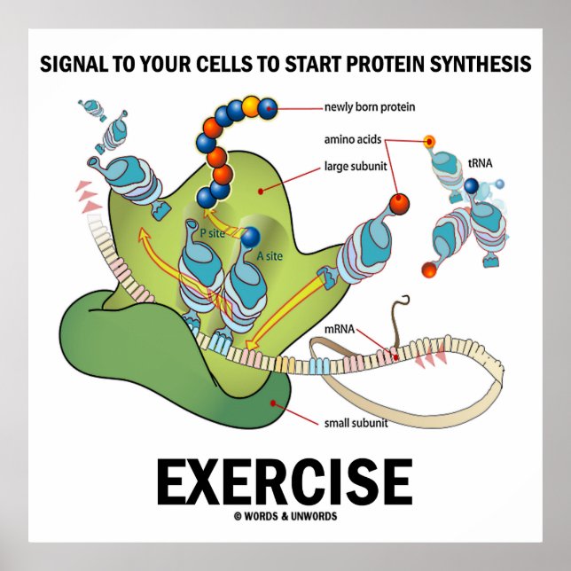 Poster Signal Pour Démarrer L'Exercice De Synthèse De Pro (Devant)