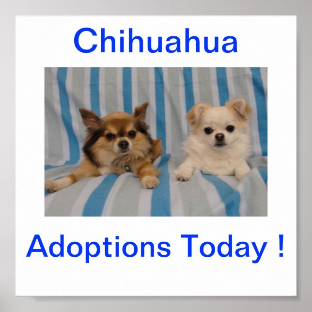 Poster Signature de l'adoption du Chihuahua aujourd'hui (Devant)
