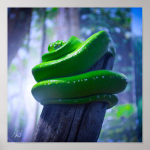 Poster Signé Green Tree Python (A)