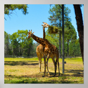 Poster Signé Taronga Western Plains Zoo Dubbo - Giraffes
