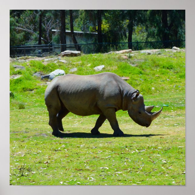 Poster Signé Taronga Western Plains Zoo Dubbo - Rhino (Devant)