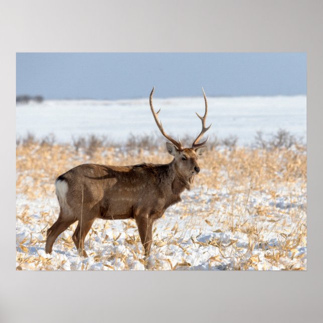 Poster Sika Stag dans un champ neigeux | Japon (Devant)