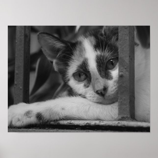 Poster S'il vous plaît Kitty (Devant)