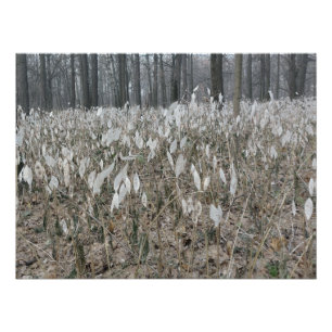 Poster Silence de la forêt tranquille