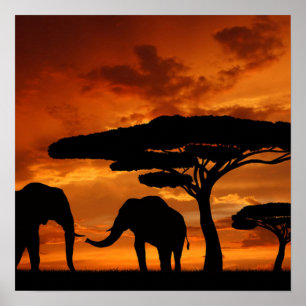 Poster Silhouette africaine d'éléphant d'arbre de baobab